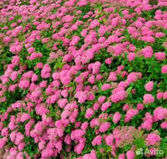 Спирея японская Литл Принцесс