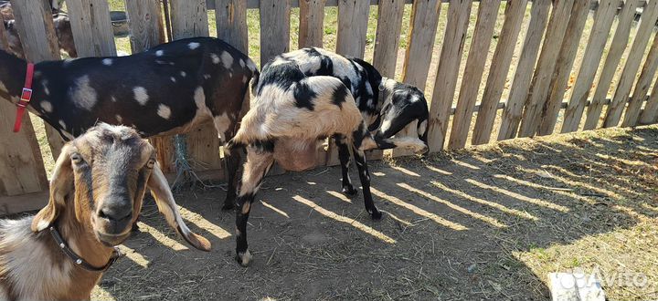 Коза Нубийская - дойная