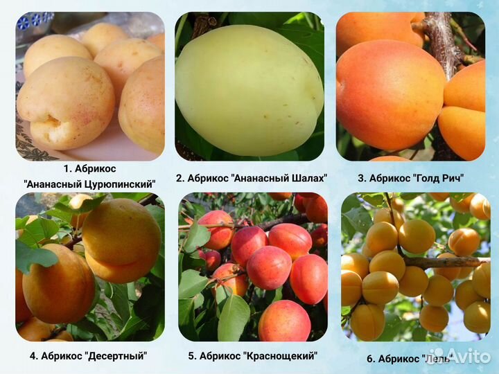 Саженцы Абрикоса, Персика, Нектарин, Шарафуга