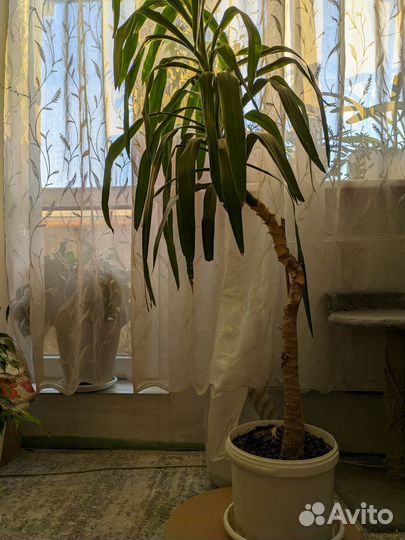 Бенджамина фикус и Юкка