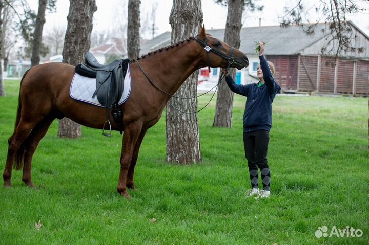 Спортивная лошадь