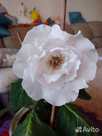 Глоксиния махровая