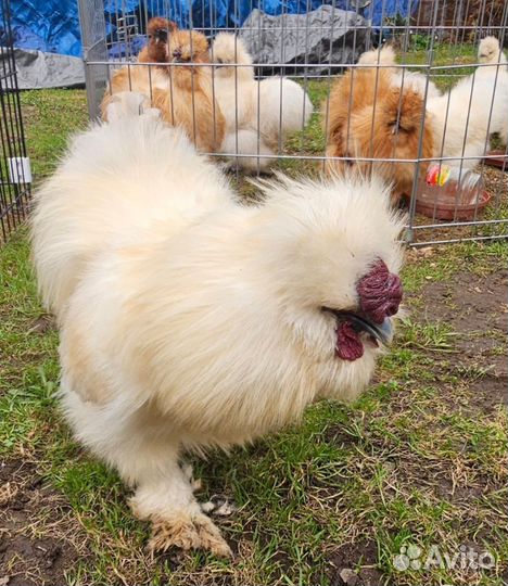 Петух китайский шелковый