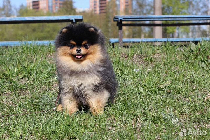 Померанский шпиц вязка