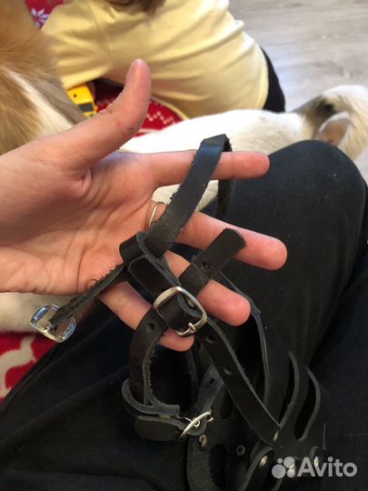 Намордник для собак