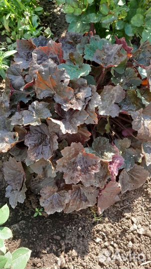 Хоста растение