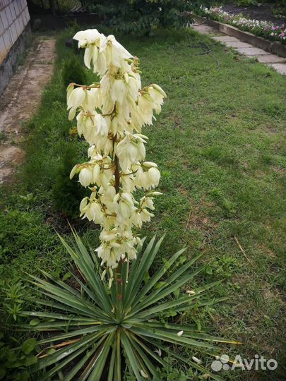 Юкка садовая