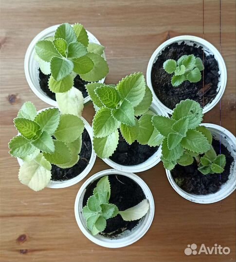 Плектрантус шпороцветник мята