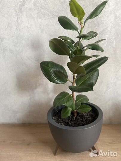 Фикус высота 60 см