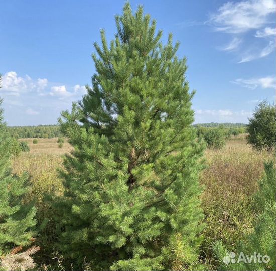 Сосна обыкновенная 4 метра