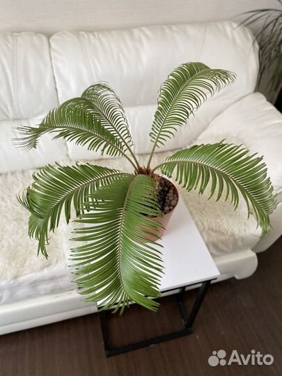 Пальма цикас