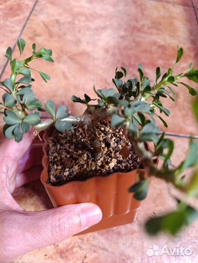 Sarcocaulonvandereziae, adenium PRS