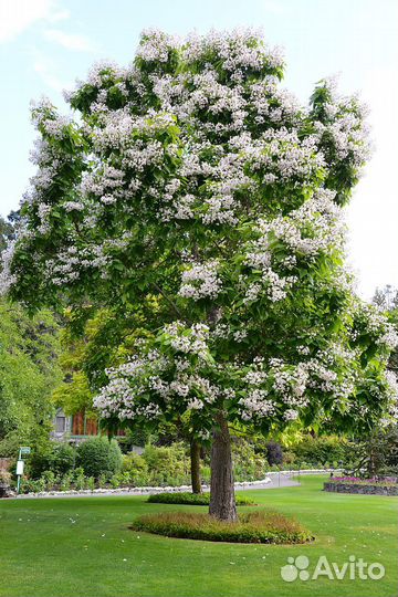 Саженцы катальпы