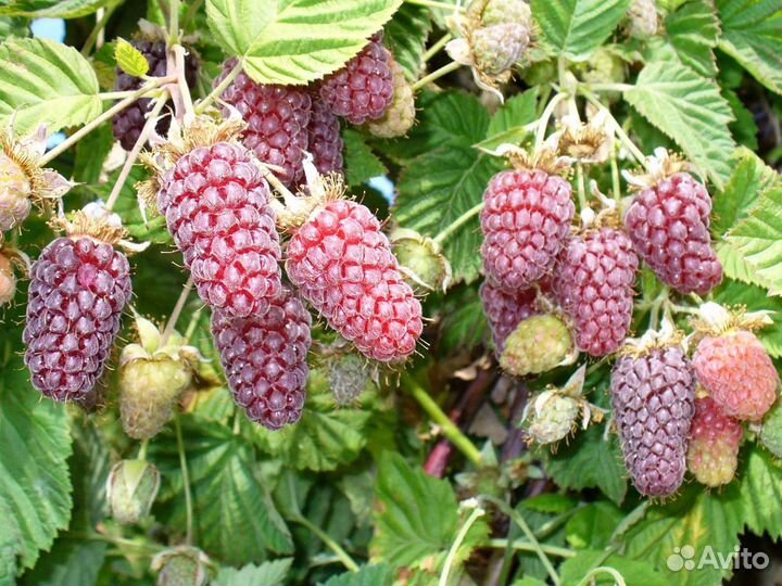 Саженцы Ежемалина Логанберри