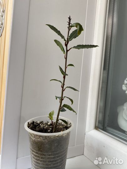 Лавровый лист,лавр благородный