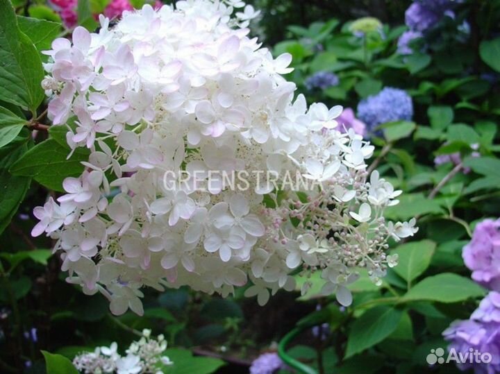 Гортензия метельчатая «Praecox»/С10/15
