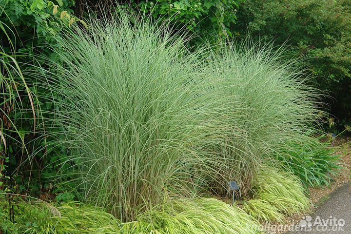 Мискантус китайский