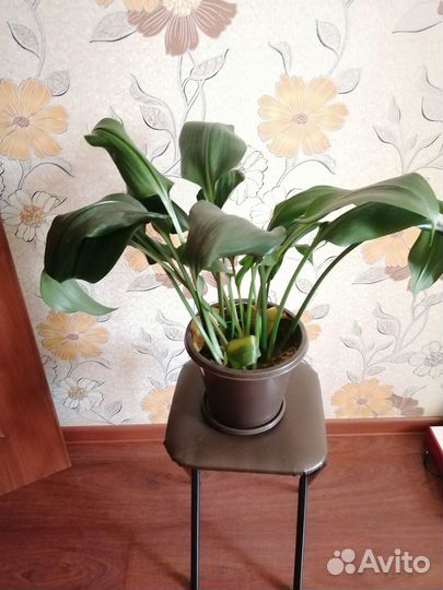 Эухарис амазонская лилия