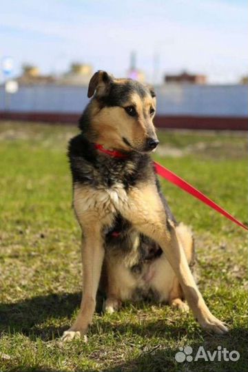 Пёс собака из приюта