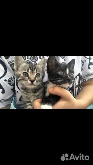 Котики - мальчик и девочка бесплатно в добрые руки