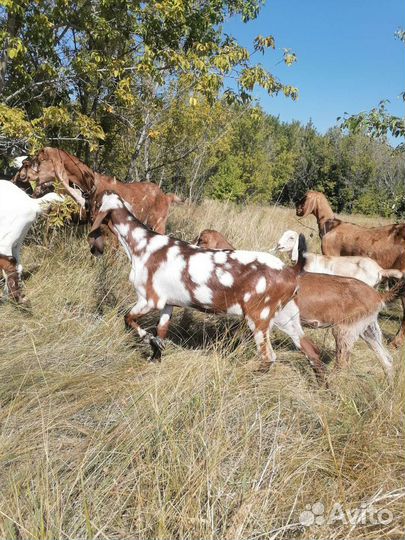 Козлята камори