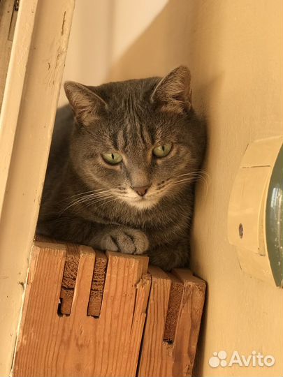 Стерилизованная кошечка