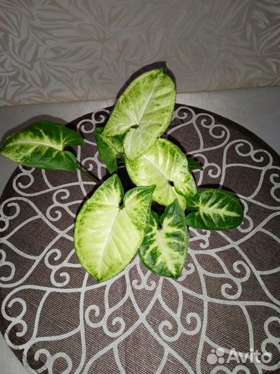 Комнатные цветы