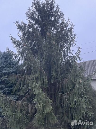 Ель голубая