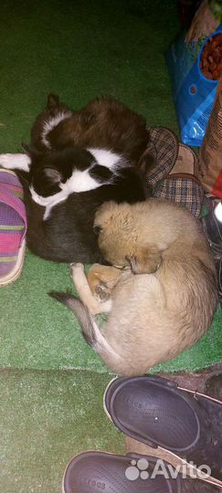 Щенок девочка в добрые руки