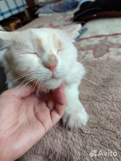 Котик, едва спасенный с улицы, ищет дом