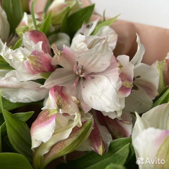 Нежность альстромерии