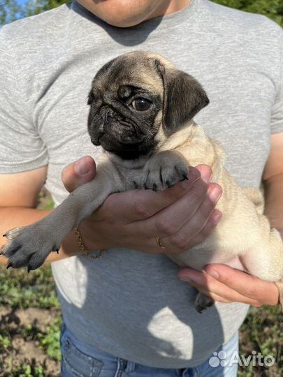 Щенки мопса