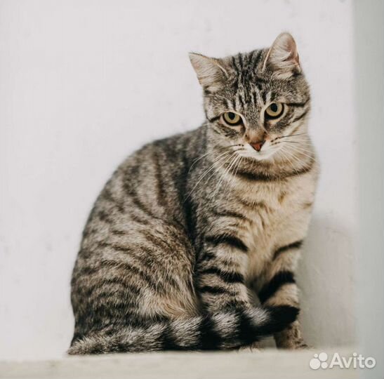 Кошка в добрые руки