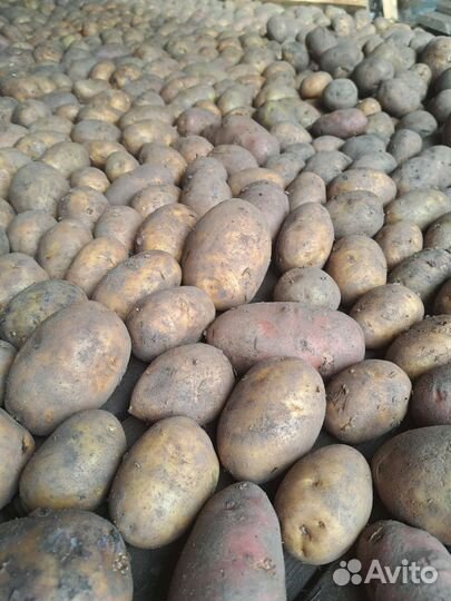 Продам картофель