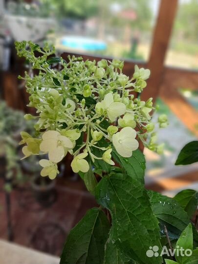 Гортензия метельчатая Скайфул