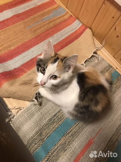 Кошка в дар бесплатно