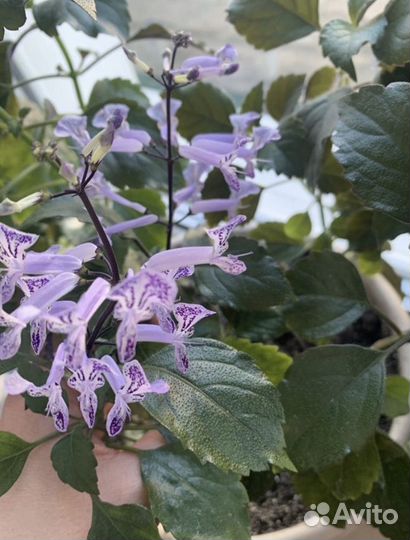 Плектрантус мона лавендер