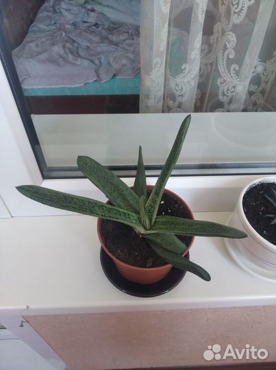 Суккуленты