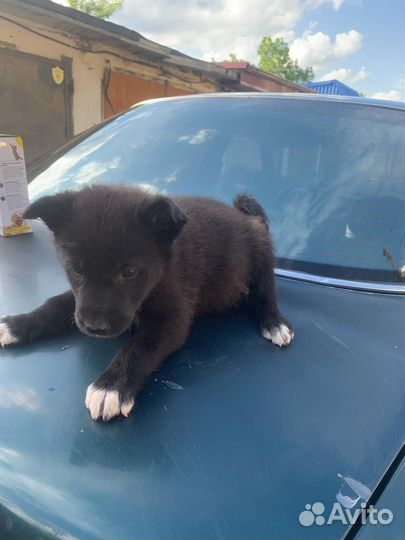 Щенок в добрые руки