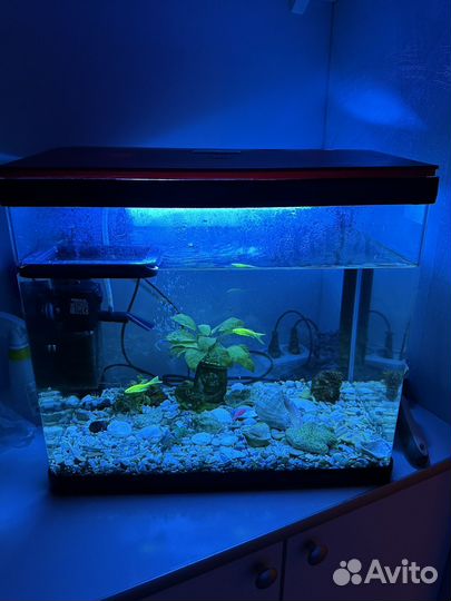 Аквариум