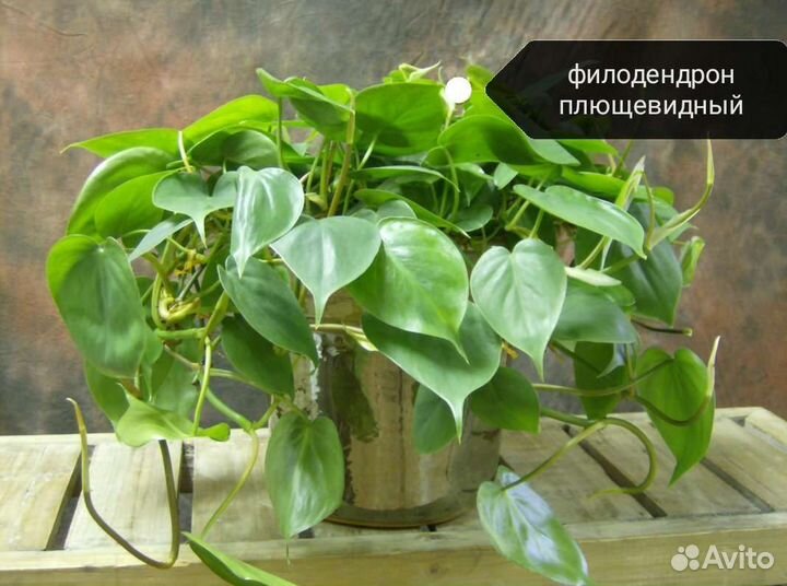 Комнатные цветы отростки