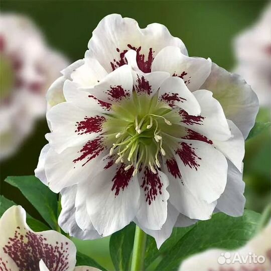 Морозники махровые