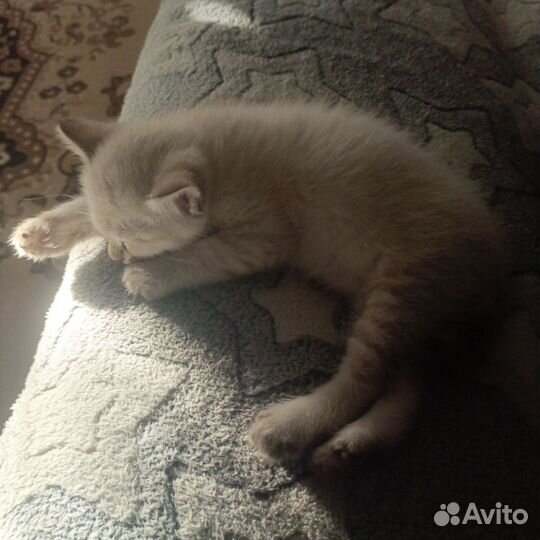 Котята бобтейл