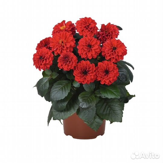 Георгины на черенкование в зиму раздаю