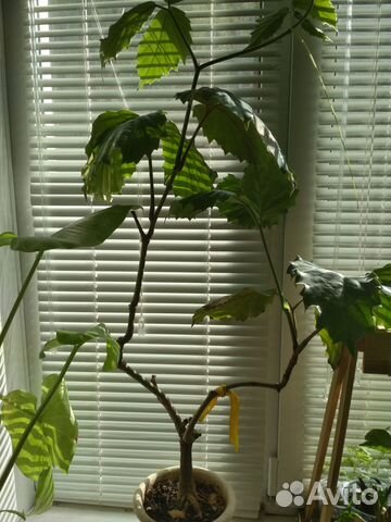 Тетрастигма вуанье