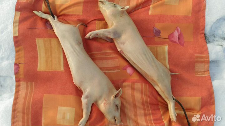 Молочные поросята