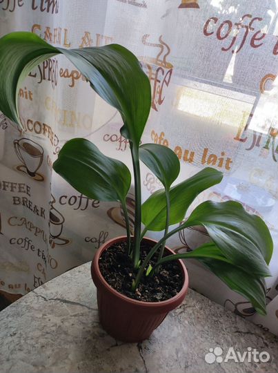 Комнатные цветы