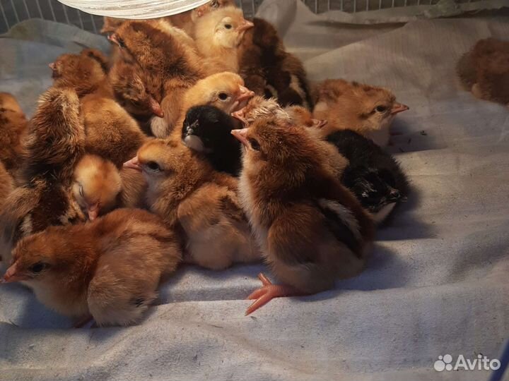 Цыплята несушки