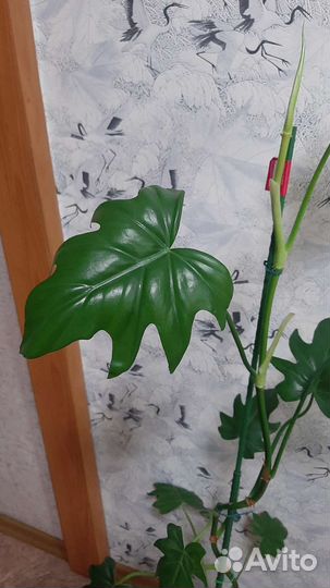 Филодендрон