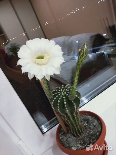 Кактусы и суккуленты